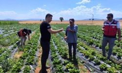 Aslanapa'da çilek ve biber üreticisine ziyaret