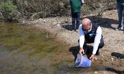 Atikhisar Barajı'na 348 bin sazan balığı yavrusu bırakıldı
