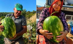 Aydın'da 550 rakımda karpuz ve balkabağı yetiştiriyorlar