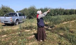 Babaeski'de tarlalar mercek altında