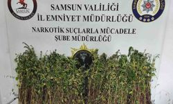 Bafra'da bin 655 kök kenevir ele geçirildi