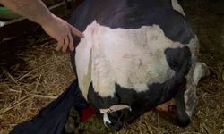 Bahçesine giren dananın kuyruğunu baltayla kesti