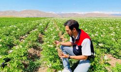 Bayburt'ta patates üretim alanları hastalık ve zararlılara karşı denetlendi