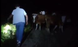 Bayburt'ta sürüden ayrılan 13 inek sahipleri tarafından dağda bulundu