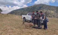 Bayburt'ta tedavisi tamamlanan yaban keçisi yeniden doğaya bırakıldı