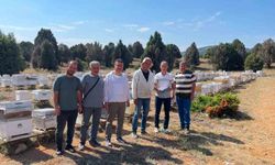 Beyşehir'de arılı kovanlar tek tek sayılıyor