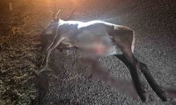 Bilecik'te otomobilin çarptığı geyik telef oldu