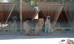 Bolu'da 8 ayda 621 kedi ve köpek sahiplendirildi