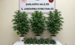 Bozova'da 13 kenevir bitkisi ele geçirildi