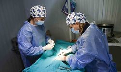 Büyükşehrin sahipsiz sokak kedilerine özel mobil kısırlaştırma hizmeti
