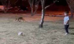 Çanakkale'de minik çocuğun topunu tilki böyle çaldı