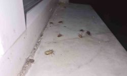 Çaycuma'da kahverengi kokarca alarmı