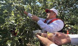 Coğrafi işaretli Havran siyah incirinde hasat başladı