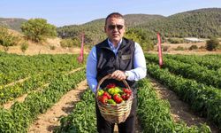 Coğrafi işaretli Kamber Biberi'nde hasat başladı