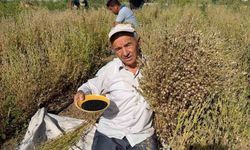 Develi'de çörek otu hasadına başlandı
