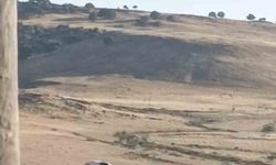 Diyarbakır'da ayağı yuvasındaki bez parçasına takılan leylek kurtarıldı