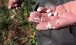 Dünyaca ünlü ispir fasulyesinde hasat hazırlığı