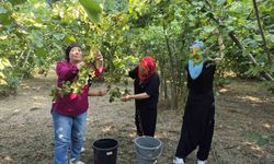 Düzce'nin ovalarında kadınların imece usulü fındık mesaisi başladı