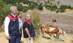 Elazığ' Kırsalda Bereket, Hayvancılığa Destek Projesi sürüyor