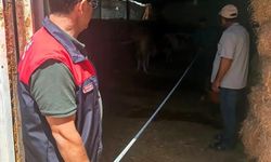 Elazığ'da büyükbaş işletmeleri denetlendi