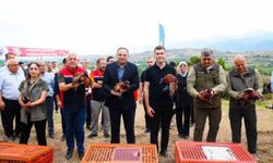 Erbaa Belediyesi'nden keneyle mücadeleye halkalı sülün ve kekliklerle destek