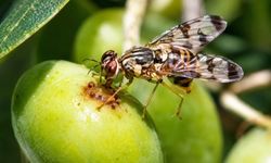 Erdek'te zeytin üreticilerine zeytin sineği uyarısı