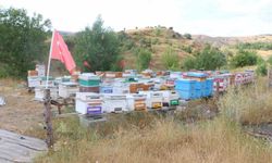 Erzincan'da arıcılık ve vatan sevgisi aynı arılıkta buluştu