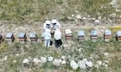 Erzincan'da kovanlar bal doldu, arıcılar hasadı bekliyor