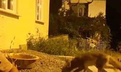 Evinin önüne gelen tilkiyi elleriyle besliyor