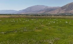 Göç yolundaki leyleklerin Erzincan molası havadan görüntülendi