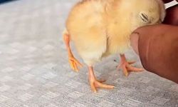 Gölbaşı'nda dört ayaklı civciv şaşırttı