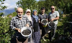 Gümüşhane'de aronya bereketi: 75 ton rekolte bekleniyor