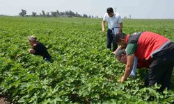 Hatay'da pamuk, soya ve ayçiçeği üretim alanları kontrol edildi