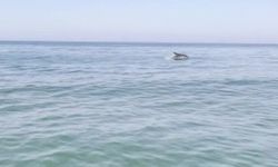Karacabey kıyılarında yunuslar balıkların peşinde görüntülendi
