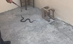 Kars'ta evin bahçesine giren yılan itfaiyeyi harekete geçirdi