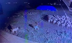Kars'ta gece yarısı yerleşim yerine inen kurt güvenlik kamerasında