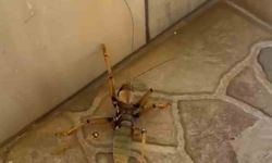 Kedi, dev etçil çekirgeyle fareyle oynar gibi oynadı