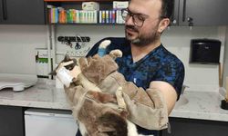 Keşan'da yüzündeki tümör alınan kedinin yüzüne canlı deri flebi taşındı