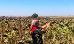 Kırklareli'nde TAKE projesiyle ekimi yapılan ayçiçekleri kontrol edildi