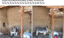 Kırsal mahalledeki başıboş eşek merak konusu