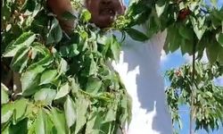 Kitre köyünde olgunlaşan kirazların dalda kalanları kargalara bırakılıyor