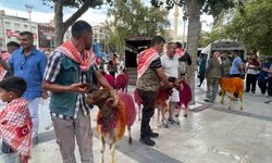 Koyunlar sudan önce bulvardan geçti