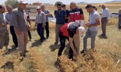 Kütahya'da 18 farklı nohut çeşidi aynı tarlada tanıtıldı