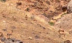 Malatya'da koruma altındaki yaban keçileri sürü halinde görüntülendi