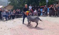 Mut'ta 'keçi güzellik yarışması' düzenlendi