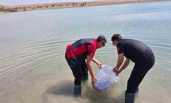 Niğde Bahçeli Göleti'ne yavru sazan bırakıldı