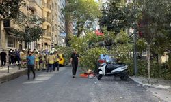Nişantaşı'nda çınar ağacı iki aracın üzerine devrildi