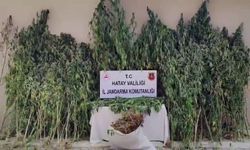 Orman içine ekilen kenevir tarlasını jandarma tespit etti