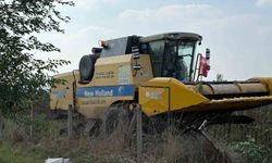 Osmaniye'de yerli ve milli ayçiçeği çeşitlerinde ilk hasat yapıldı