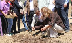 Safranova'da 7 dekarlık alana 500 kilo safran soğanı dikildi